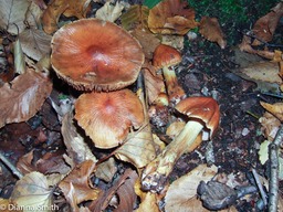 Cortinarius corrugatus10010050
