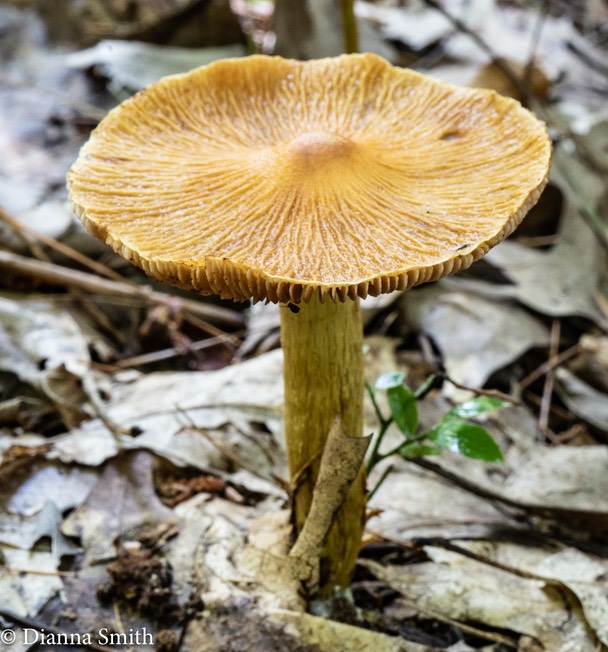 Cortinarius corrugatus 01097