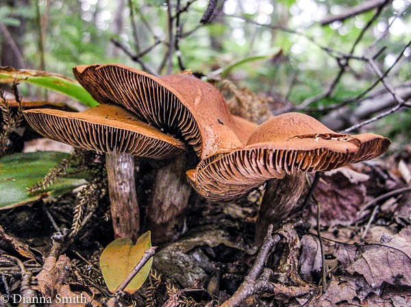 Cortinarius croceofolius 7040