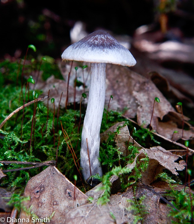 Cortinarius evernius9515