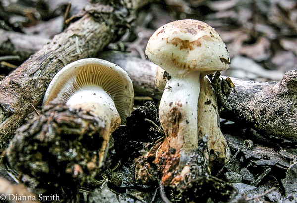 Cortinarius flavifolius 0695