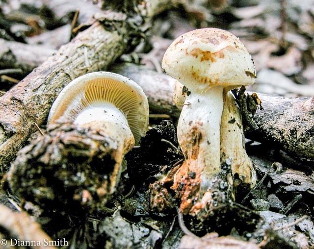 Cortinarius flavifolius 0695