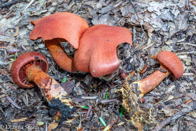 Cortinarius harrisonii  05056