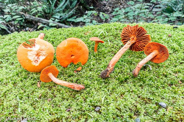 Cortinarius hesleri 04559