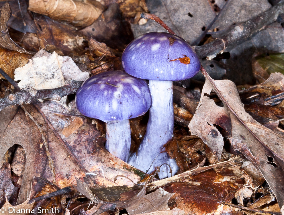 Cortinarius ioides9604