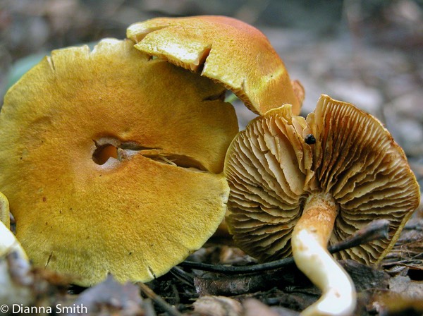 Cortinarius luteus5390