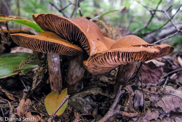 Cortinarius malicorius 7040