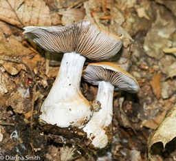Cortinarius ochrapurpurea00489