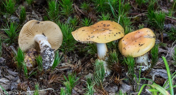 Cortinarius olearioides 02299