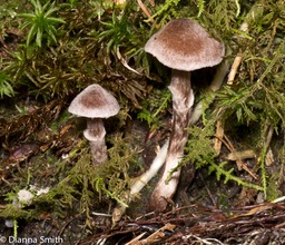 Cortinarius paleiferus or flexipes1010494