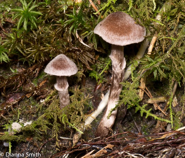 Cortinarius paleiferus or flexipes1010494