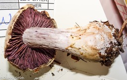 Cortinarius pulchrafolius 03059