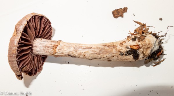 Cortinarius pulchrifolius 04398