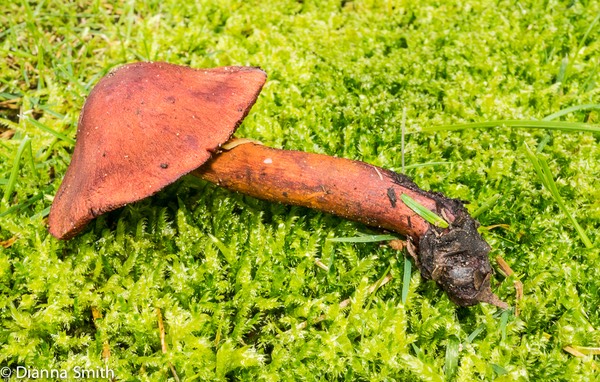 Cortinarius sanguineus 05552