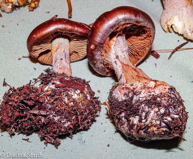 Cortinarius scaurus 08214
