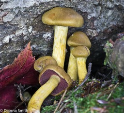 Cortinarius semisanguineus1030088