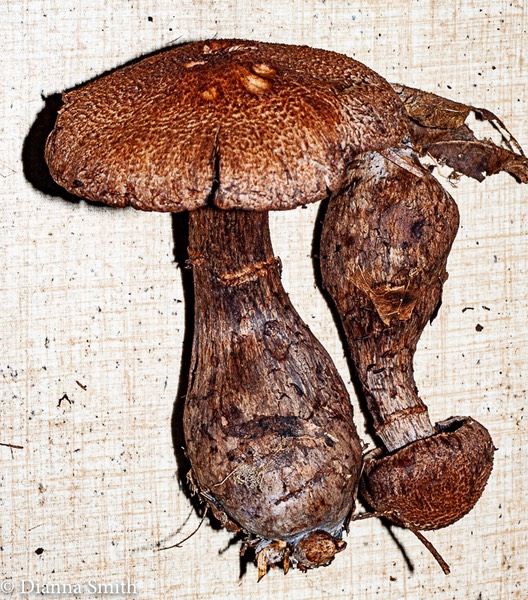 Cortinarius squamulosus03107