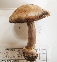 Cortinarius subpulchrifolius_0140