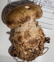 Cortinarius triumphans02834