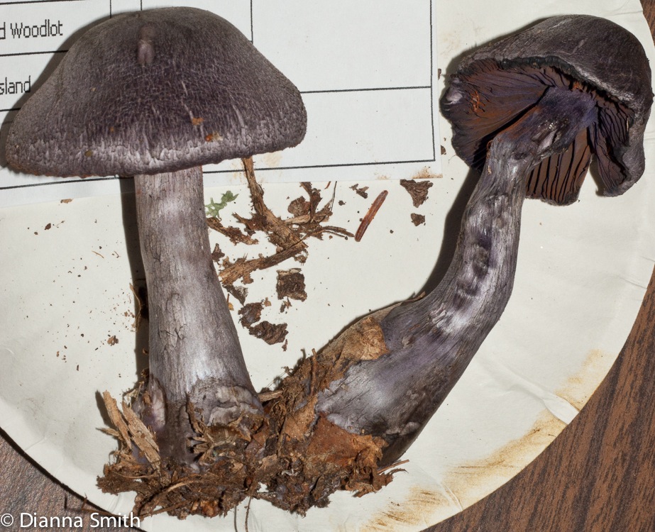 Cortinarius violaceus03040