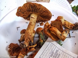 Cortinarius whitei4600
