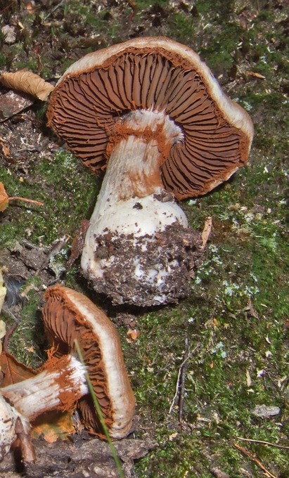 Cortinarius alboviolaceus09280003