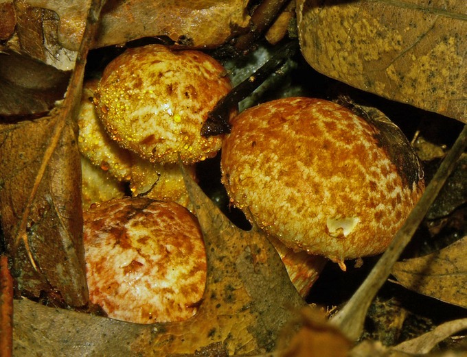Cortinarius bolaris2112ed