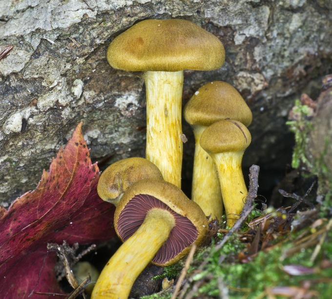 Cortinarius semisanguineus1030088