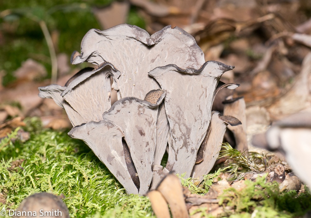 Craterellus fallax1000806