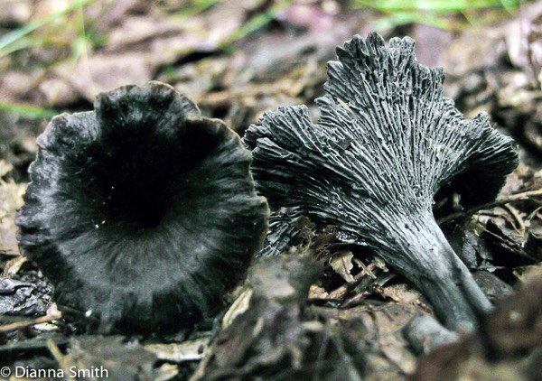 Craterellus foetidus5409