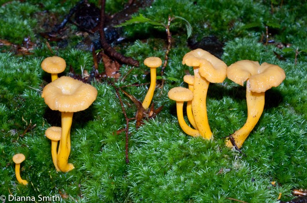 Craterellus lutescens (Craterellus xanthopus)01928