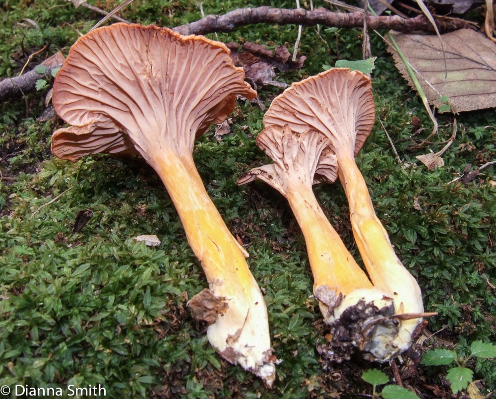 Craterellus lutescens 6334