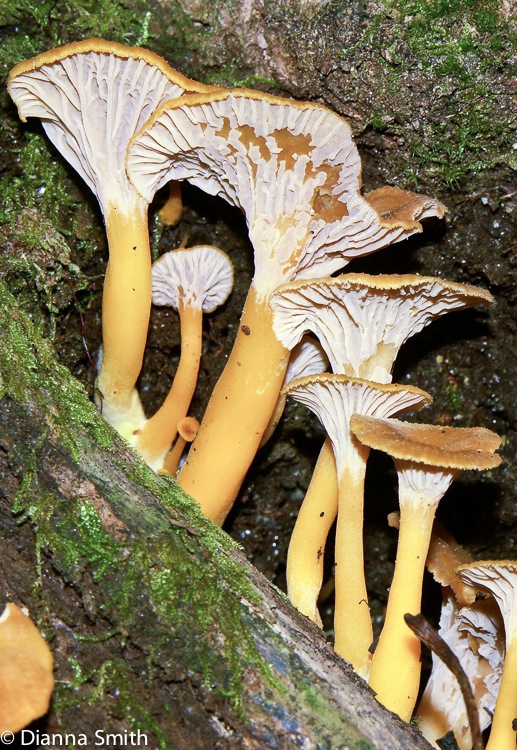 Craterellus tubaeformis0630