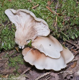 Crepidotus applanatus1010429