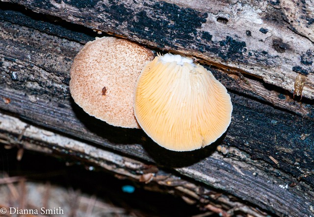 Crepidotus crocophyllus1010419