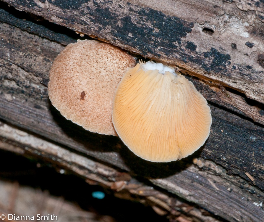 Crepidotus crocophyllus 1010418