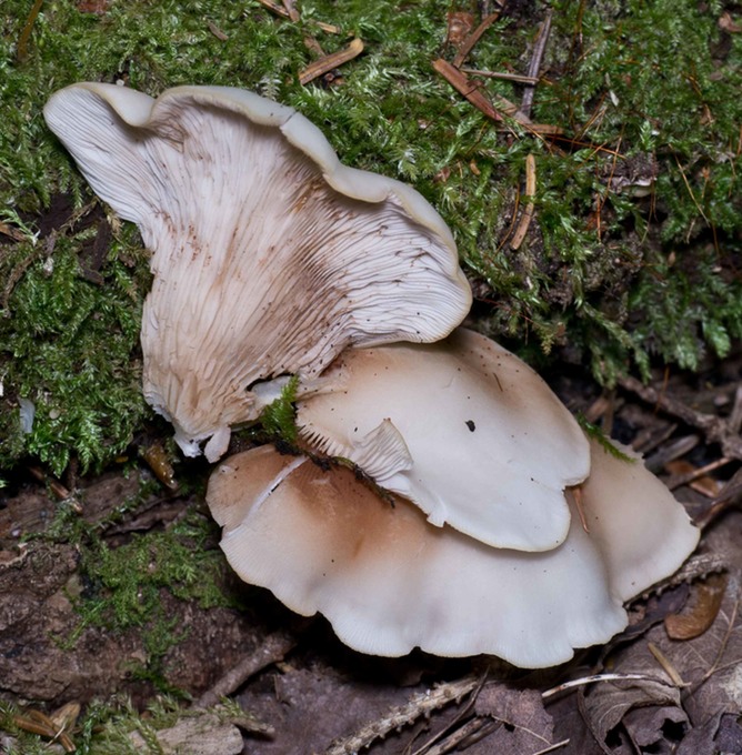Crepidotus applanatus1010429