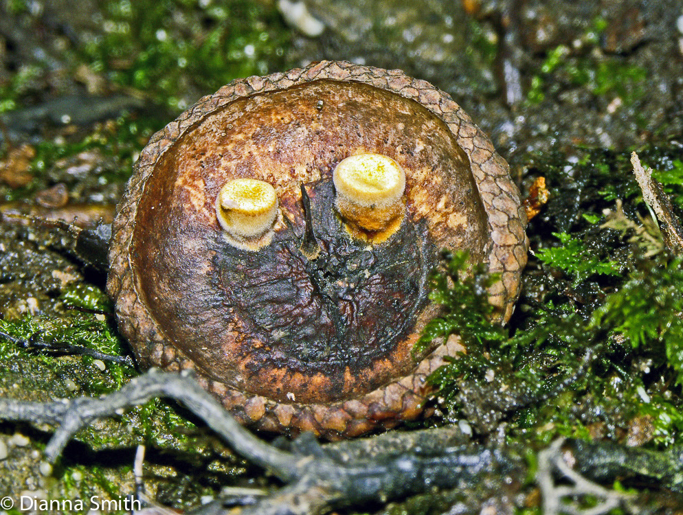 Crucibulum laeve happy face2023ed