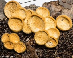 Crucibulum laeve01540