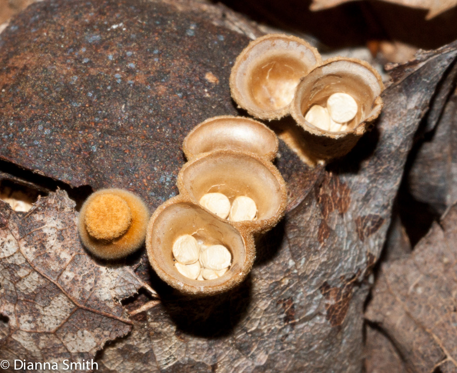 Crucibulum laeve02957