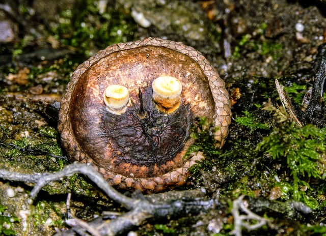 Crucibulum laeve2023