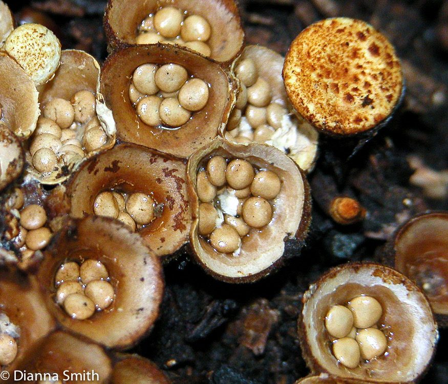 Crucibulum laeve4148