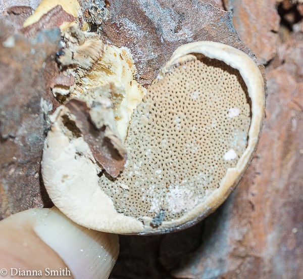 Cryptoporus volvatus 04149