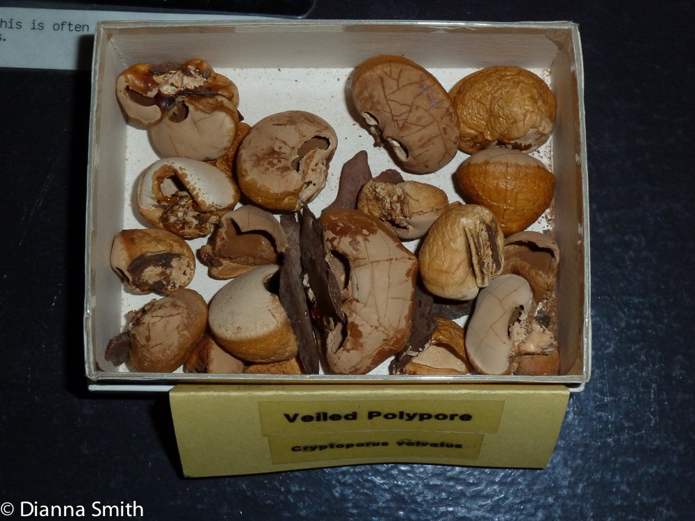 Cryptoporus volvatus1020843
