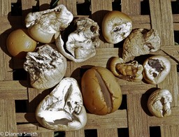 Cryptoporus volvatus7720