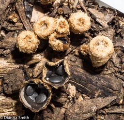 Cyathus steccoreus01506