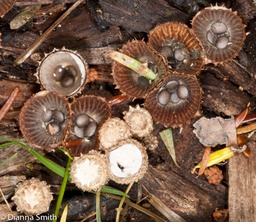 Cyathus striatus6835