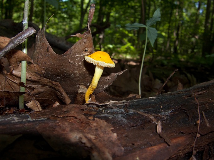 Cyptorama asprata3161