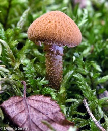 Cystoderma amianthinum1574
