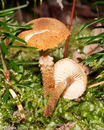 Cystoderma cinnabarinum03355